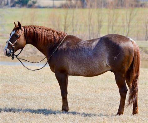 100% of the money from the winning bids goes to the nycha. Jackpot Cat | Horses, Quarter horse, American quarter horse