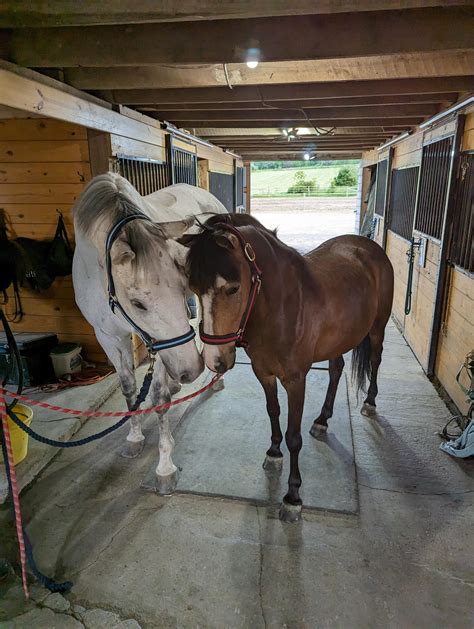 PPE follow up : r/Equestrian