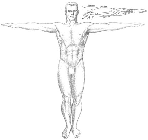 How To Draw The Human Torso And Chest Body Figure Drawing Tutorial