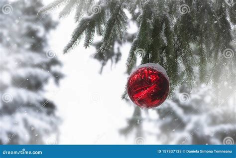 Christmas Ball In A Snow Covered Fir Tree On A Snowy Day Stock Photo