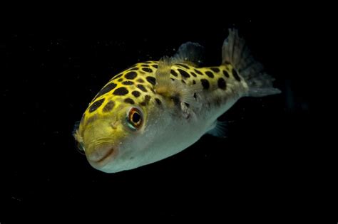 Premium Photo Spotted Green Pufferfish Isolated On Black