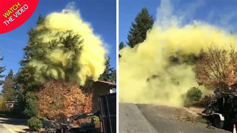 Huge Cloud Of Pollen Erupts From Tree And The Footage Will Make Your