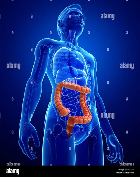 Illustration De Lhomme Gros Intestin Anatomie Photo Stock Alamy