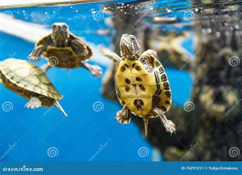 Group Of Turtles Swimming Stock Image Image Of Freshwater 76291311