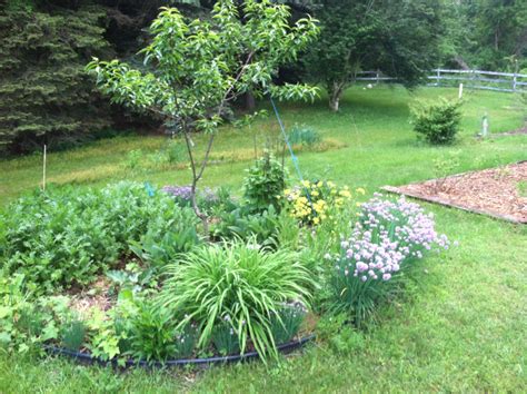 They also multiply easily, so you can propogate your own and share with friends. Cooperation, Not Competition: the Tree Guild - ABC Acres