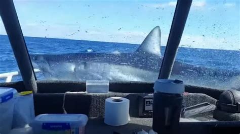 Big Mako Shark Jumps Onto Fishing Boat Watch