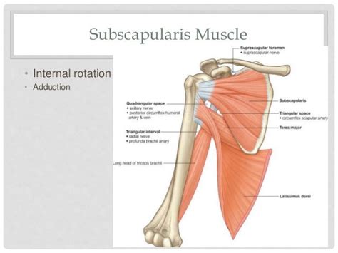 Shoulder Joints And Muscles