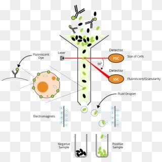 Check spelling or type a new query. Image Showing Difference Between Animal Cell And Plant ...