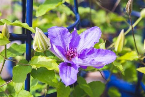 Data specific to clematis (edit). Departments - Clematis Parisienne™ 2 Gallon