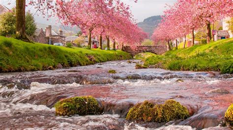 Stream River With Algae Covered Stones Between House With Blossom Trees