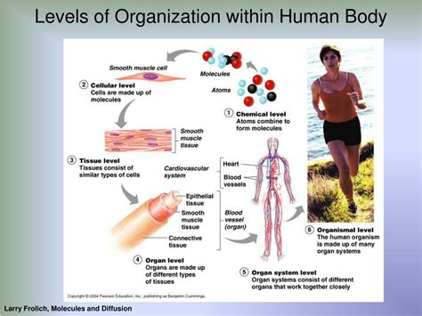Ppt Diffusion And The Molecules Of Life Powerpoint