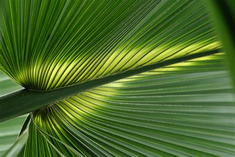 44 Tropical Foliage Wallpaper Wallpapersafari