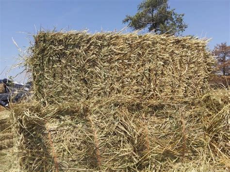 Square Straw Bales For Sale Delano Tn Polk County Tennessee Events