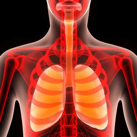 Human Body Organs Lungs Anatomy Stock Illustration Illustration Of