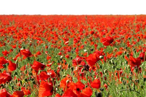 76466 Poppies Photos Free And Royalty Free Stock Photos From Dreamstime