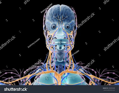 Brain Arteries Nerves Lymph Nodes Human Ilustrações Stock 458200288