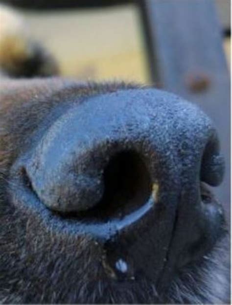 How To Help A Dog Clear His Nose