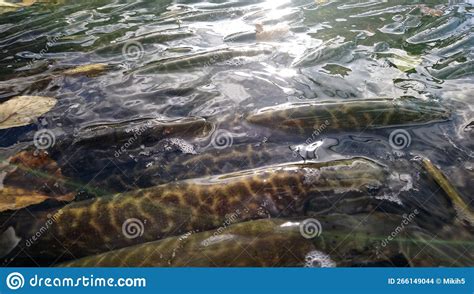 Esox Lucius Northern Pike In Tank Ready To Stock To Freshwater
