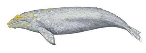Gray Whale Drawing At Explore Collection Of Gray