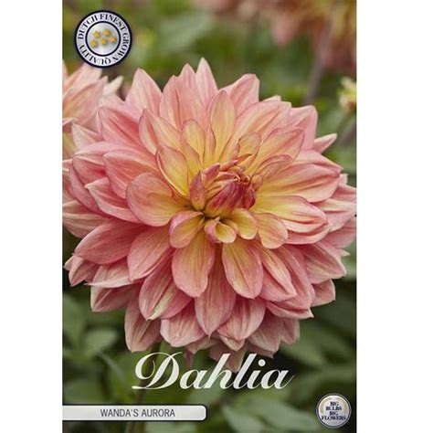 Dahlia Wanda´s Aurora Blomsterdesign I Landskrona