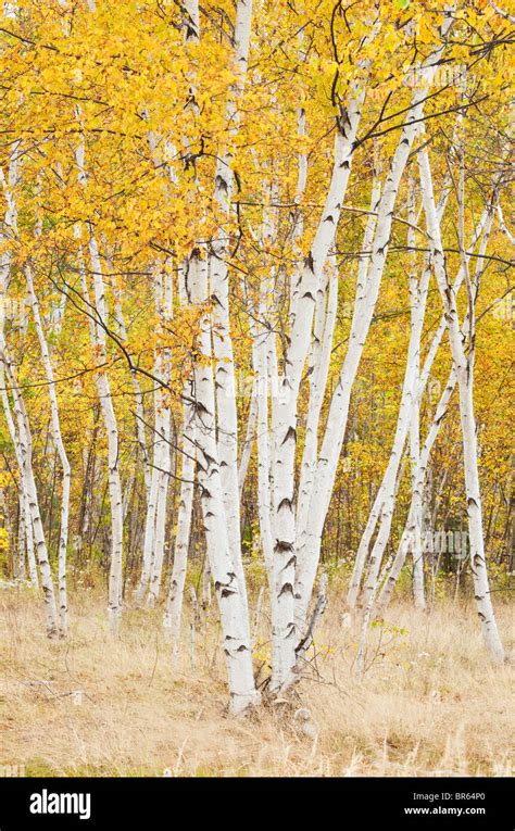 Birch Trees In Autumn Sudbury Ontario Canada Stock Photo Alamy
