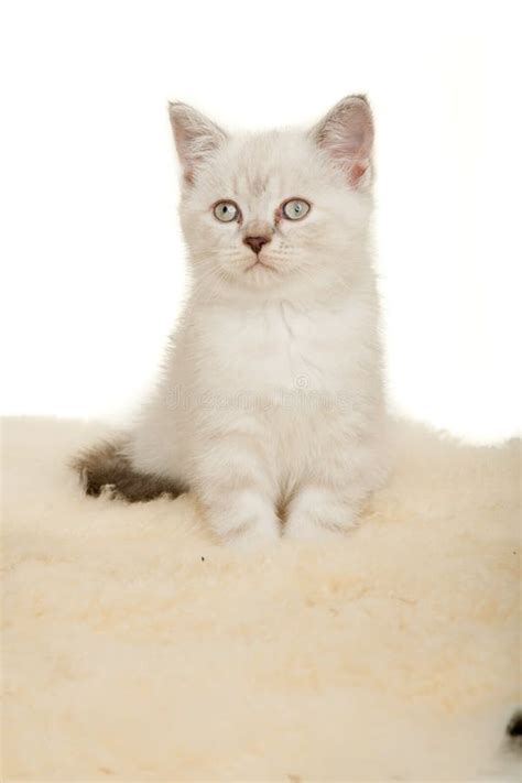 Portrait Of British Shorthair Kitten Sitting Black Tortie Color Stock