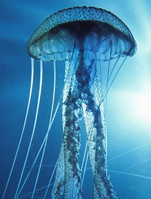 О «медузе» реклама meduza in english. Nova Akropola - Besmrtna meduza