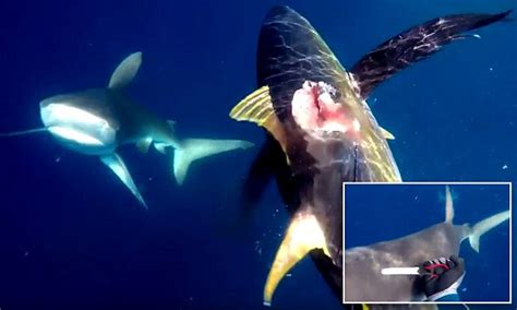 2 Deadly Galapagos Sharks Attack Nz Fisherman Near Brazil Daily Mail