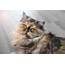PERSIAN CAT Breed Information  Pets Beast