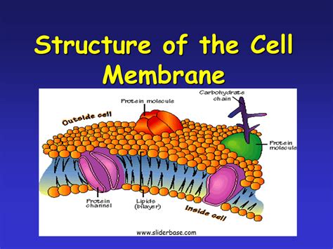 Plasma Membrane Gateway To The Cell Presentation Biology