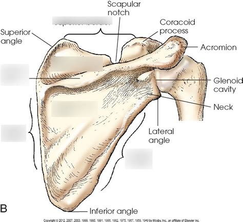 Scapula Posterior View Labeled Lineartdrawingsgirlwithbook Sexiz Pix