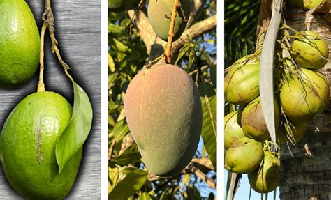 Tropical Fruits Grown In South Florida Fl Sustainability