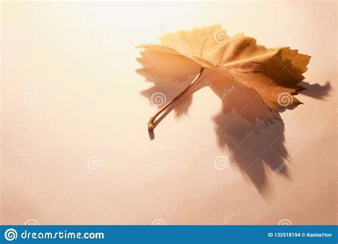 Autumn Painting Autumn Leaves Lone Leaf On A White Background