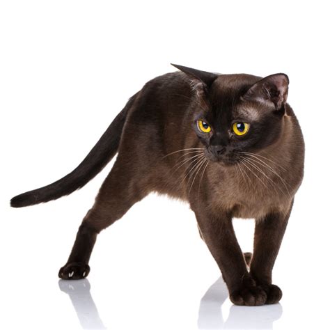 Gatto Burmese Aspetto Carattere Prezzo Cure Zooplus Magazine