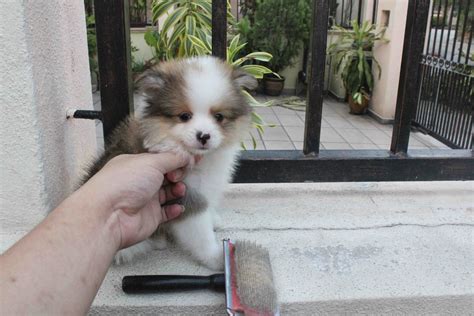 Keystone puppies does not house, purchase, raise, or accept funds for puppies. LovelyPuppy: Mini Shetland Sheepdog Puppy