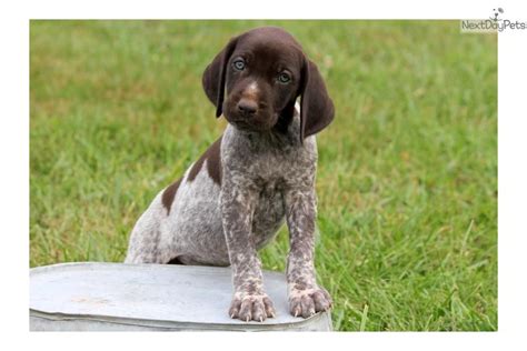 We have one german shorthaired pointer mug remaining. Meet Female a cute German Shorthaired Pointer puppy for ...