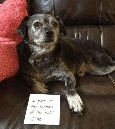 17 Hilarious Dog Shaming Pictures