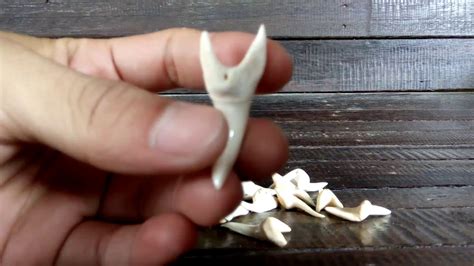 Cah jowo yg gemar bermain game :d. Taring gigi ikan hiu yang asli | original shark fangs ...