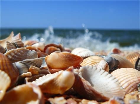 41 Seashells On The Beach Wallpaper Wallpapersafari