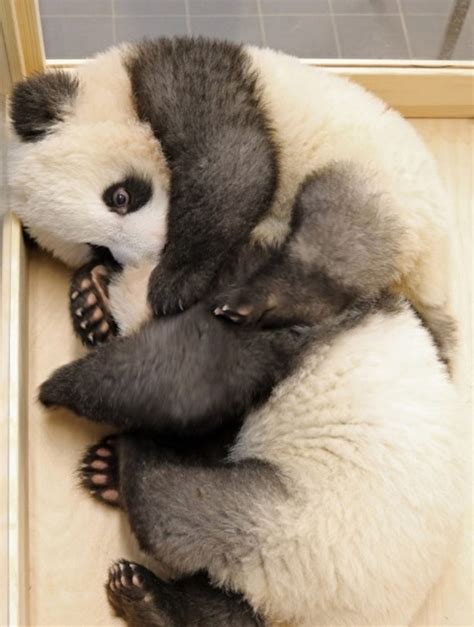 Meet Berlins Cute Panda Twins Pit And Paule Viraltab