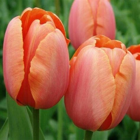Pin By Katherine Baron On Tulip Time Bulb Flowers Tulips Flowers