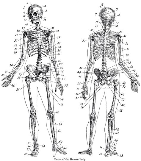Vintage Anatomy Skeleton Diagram Anatomy Sketches Ana