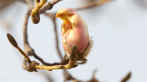Magnolia Liliflora Flower Looks Like Bird R Damnthatsinteresting