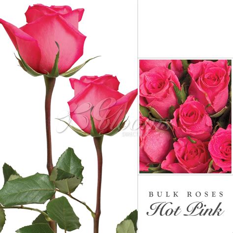 Rose Hot Pink By Variety Ebloomsdirect Eblooms Farm Direct Inc
