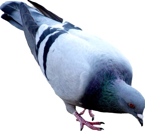 Pigeon Png Est Un Téléchargement Gratuit Crazy Png