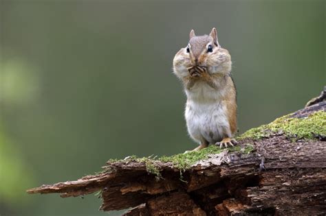 How To Get Rid Of Chipmunks Step By Step Mymove