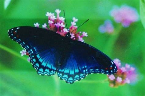 Beautiful Blue Butterflies Butterflies Photo 32651695 Fanpop