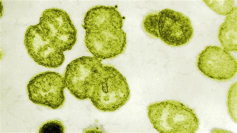 Super Gonorrhoea Outbreak Could Be Out Of Control As Attempts To Stop
