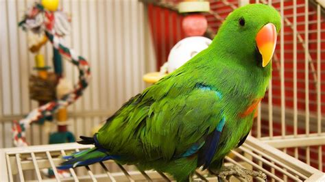 The Pros And Cons Of Pet Birds Franchise Guide Hq Uk