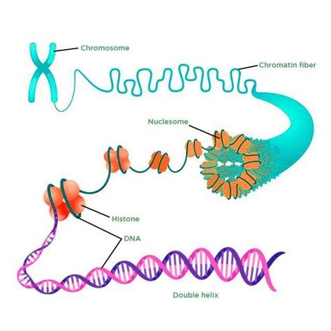 Packaging Of Dna Helix Overview Types And Significance